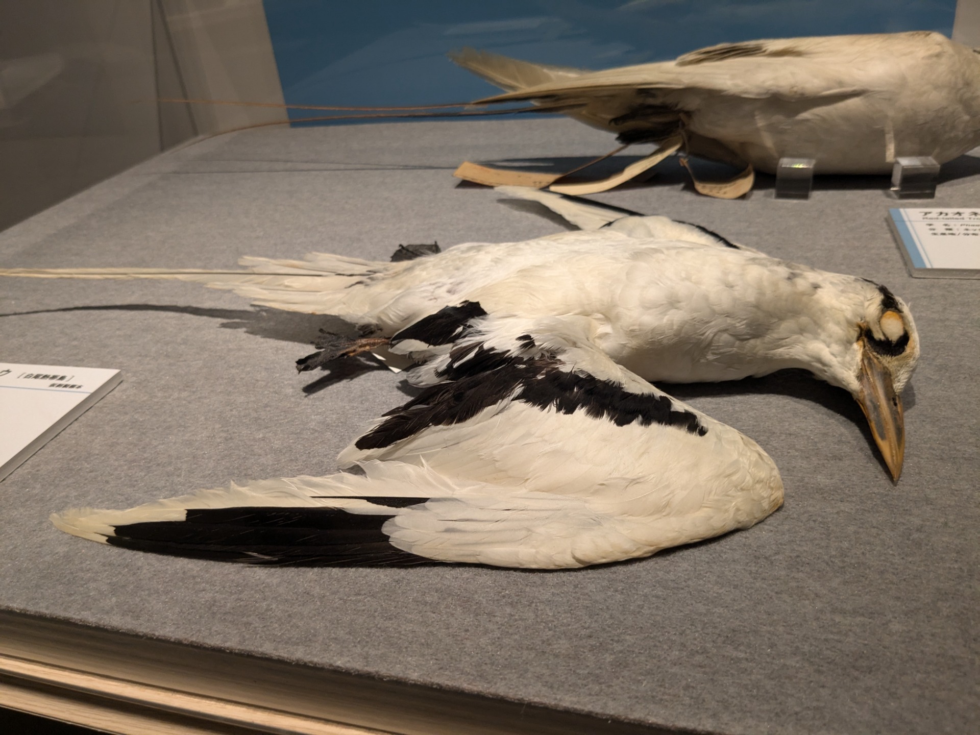 シラオネッタイチョウ / イベント: 鳥 ～ゲノム解析が解き明かす新しい鳥類の系統～の写真